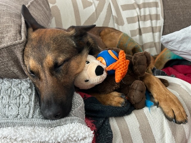 Bluecoats cuddling with his toy.