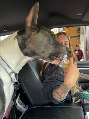 Bo enjoying a pup cup.