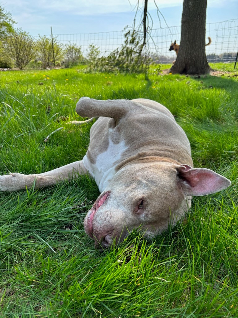 Buddy rolling around in the grass.