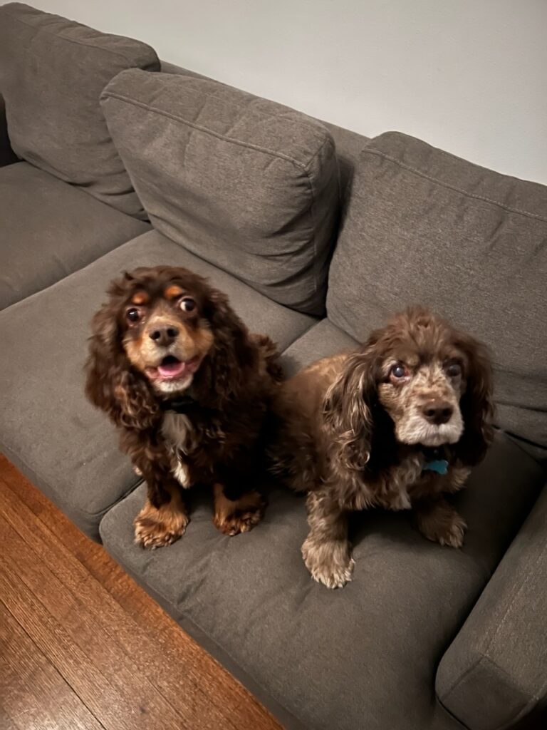 Cocoa Puff with her furry roomate Lucy.