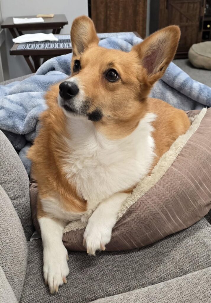 Daisy posing for the camera.