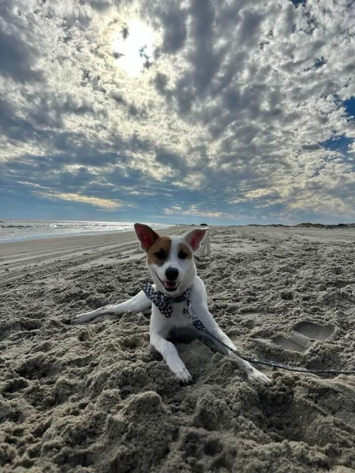 Eddie relaxing on the beach.