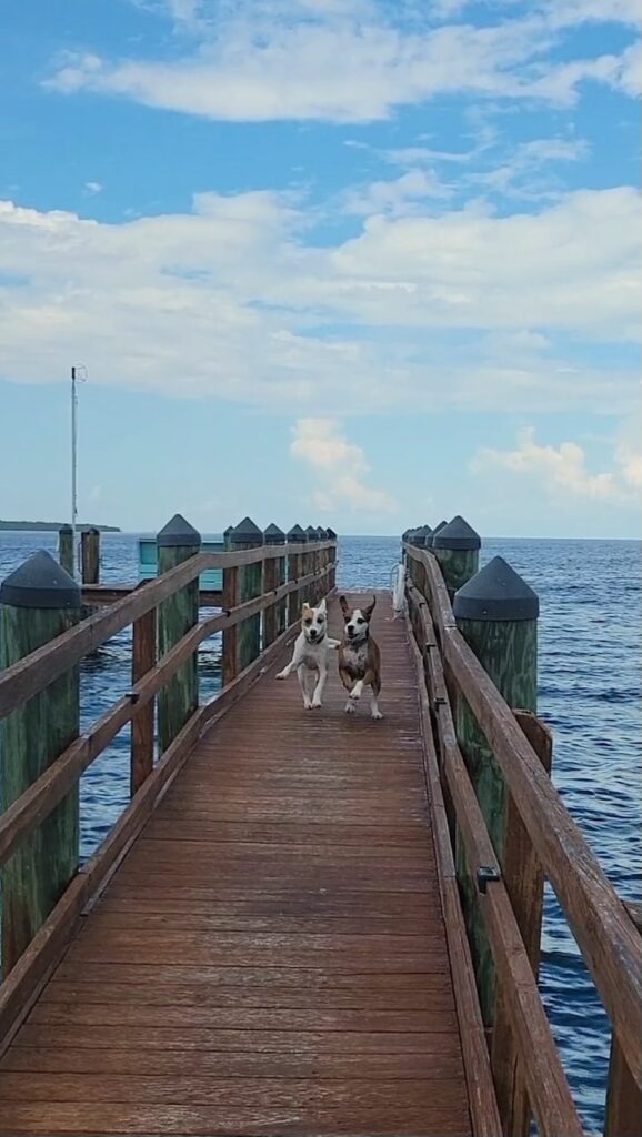 Eddie and his furry friend running down the pier.