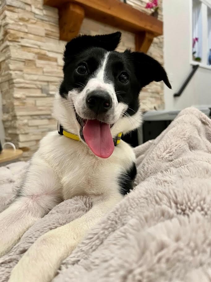 Floppy the dog enjoying new home with tongue out and ears to the side