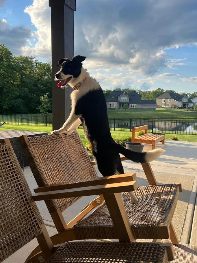 Adopted Floppy standing on chair enjoying the view.