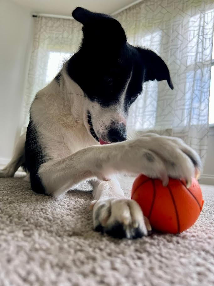 Adopted Floppy playing with his new bsaketball toy.