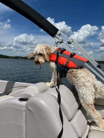 Guinness riding on a boat on the lake with a orange life jacket on.