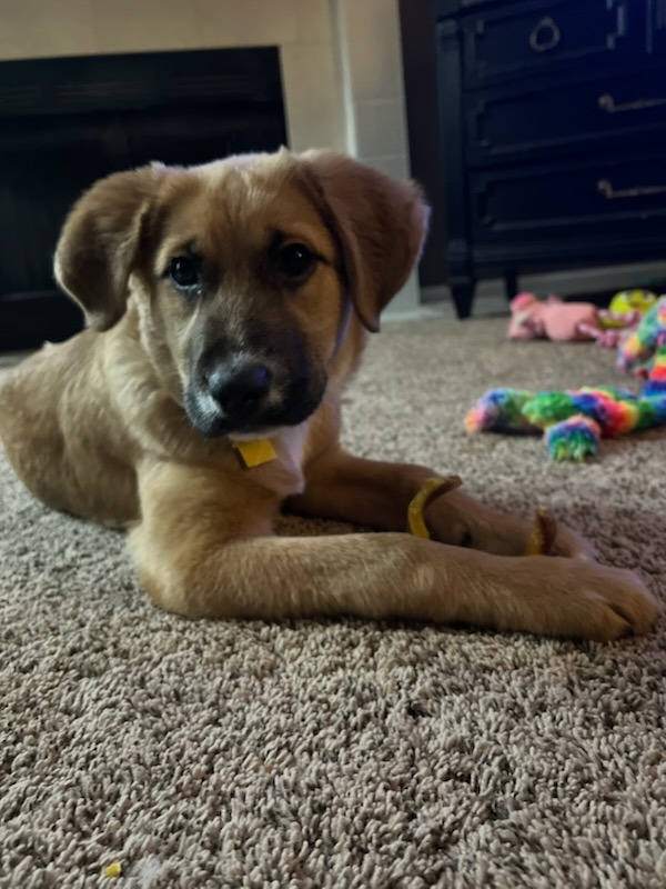 Harley lying on the floor, curious about the camera in front of her.