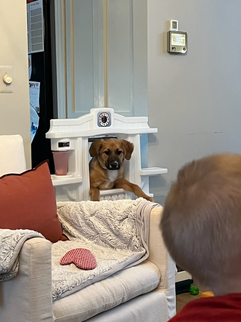 Harley playing in her little owners kitchen play set.