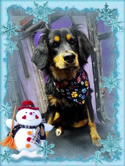 Harry posing with a holiday filter on.