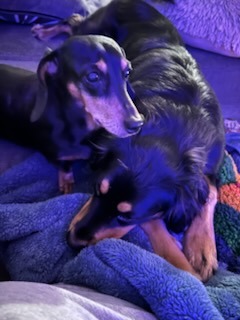 Harry cuddling with his furry roommate.