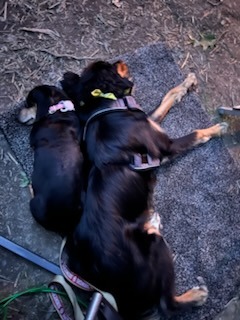 Harry laying back to back with his furry roomate.