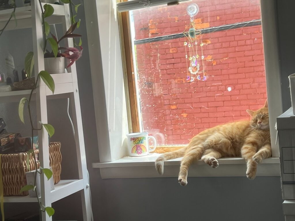 Mango resting in the windowsill.