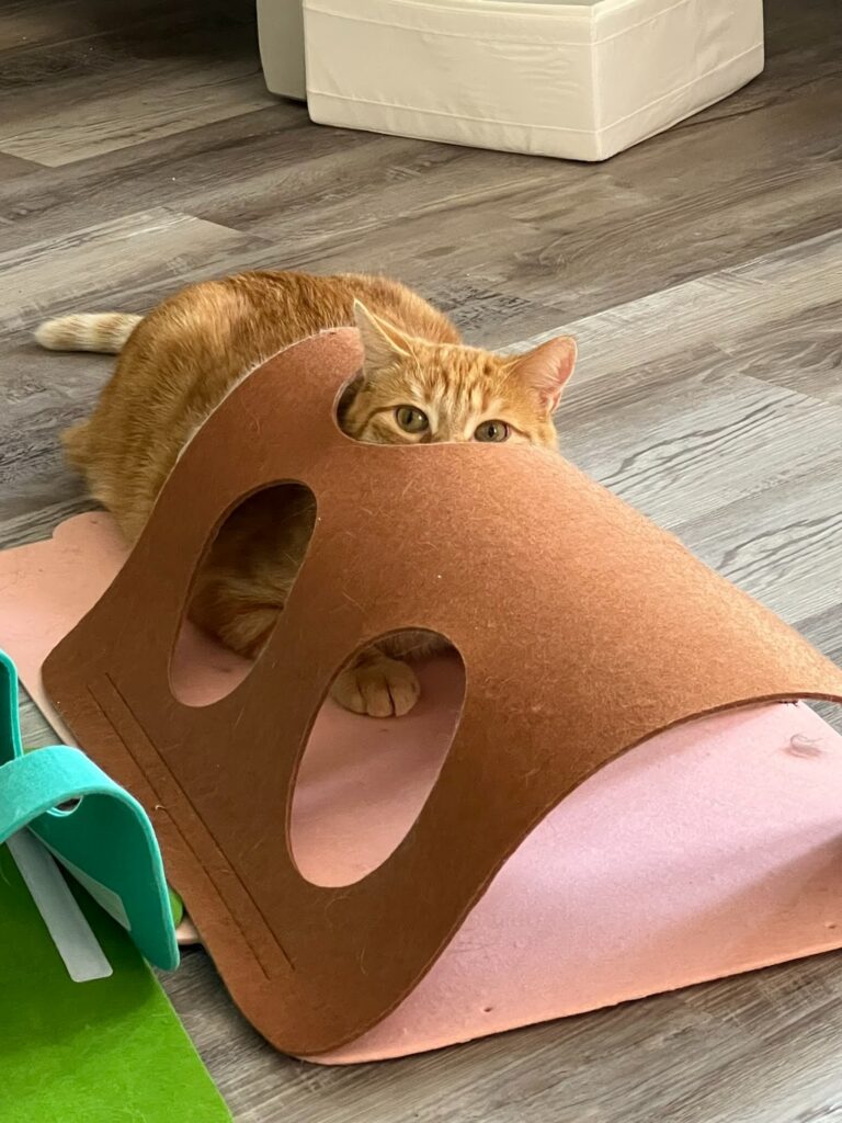 Mango playing in her cat toy.