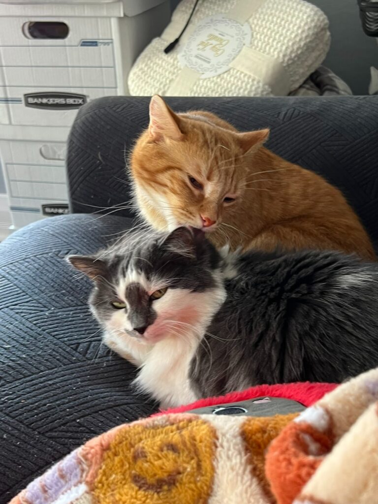 Mango lying next to her furry roommate.