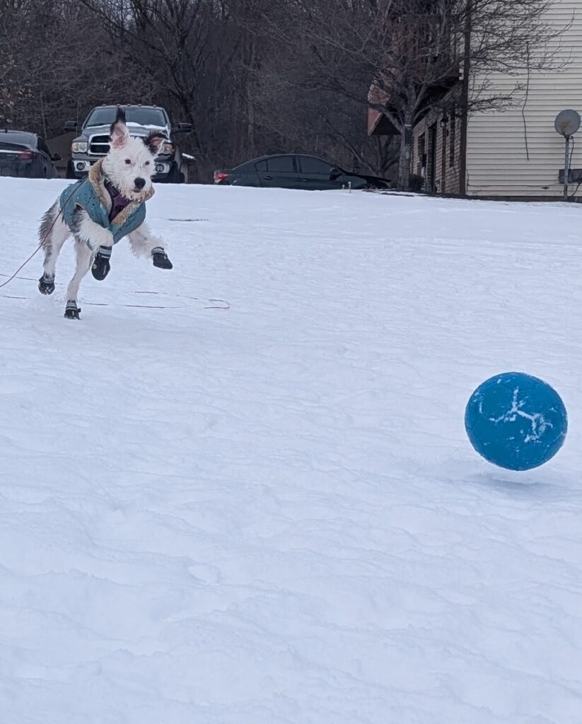 Mitzi playing in the snow.