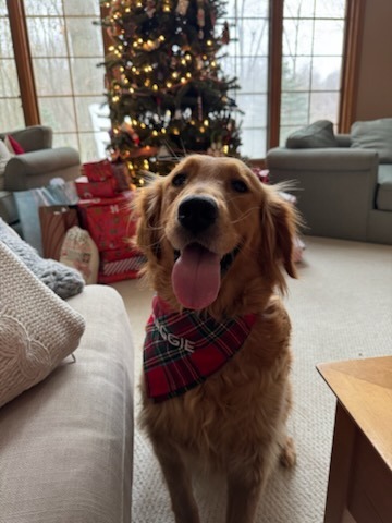 Oakley sitting in front of her owner, tongue out, with christmas decor all around.