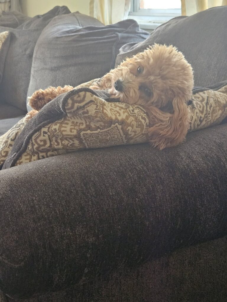Rachel laying down on a pillow on her couch.