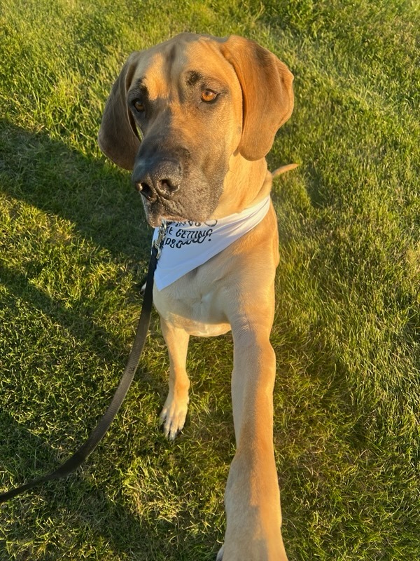 Ricky enjoying golden hour.