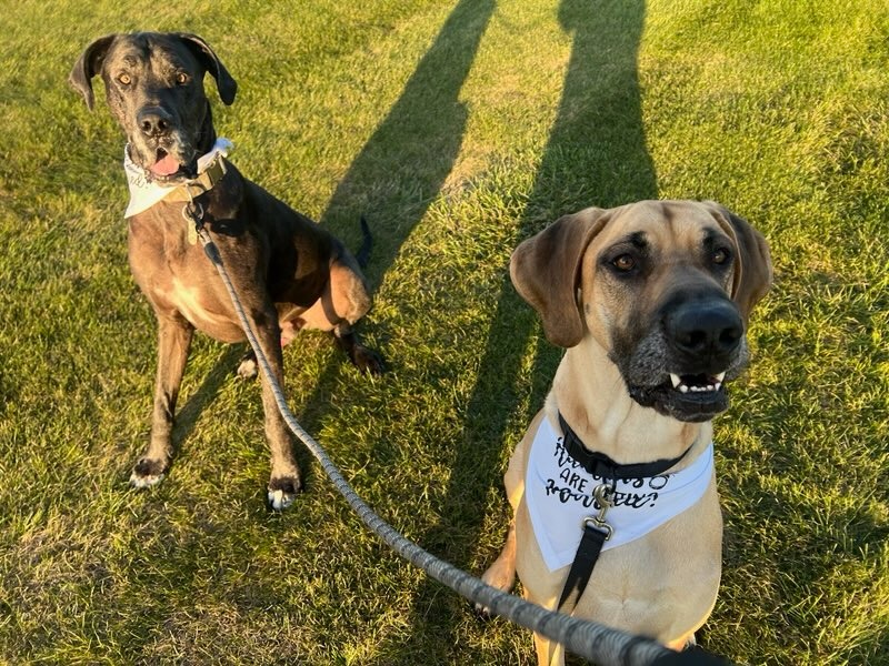 Ricky and his fur brother posing for the camera in the grass.