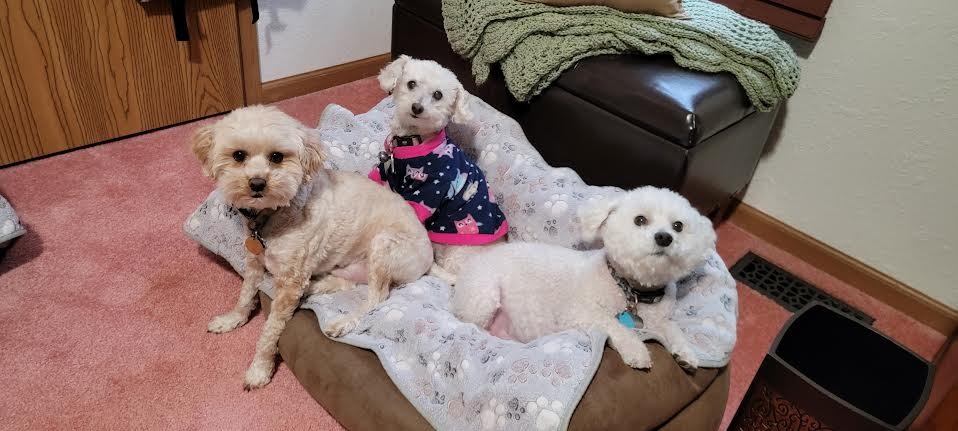 Sid and his furry brothers