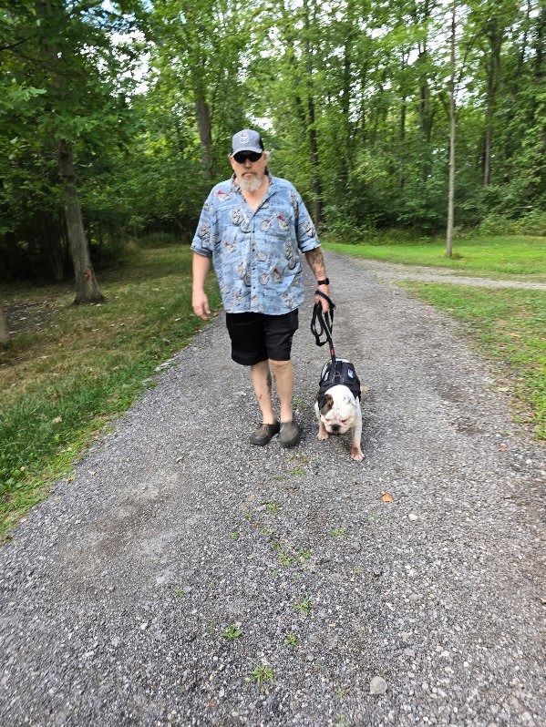 Beautiful bulldog walking in a park with her owner.