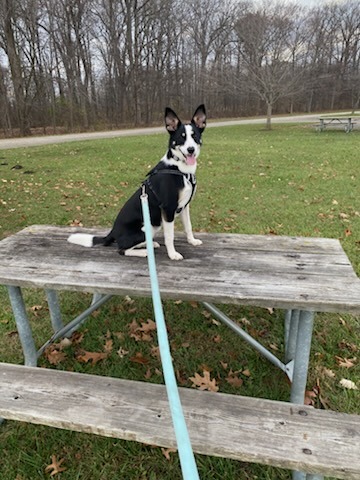 Nutmeg sitting on park bench.