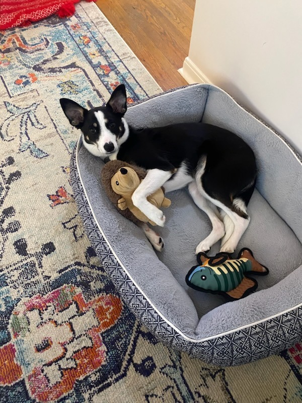 Nutmeg lying in his bed surrounded by toys.