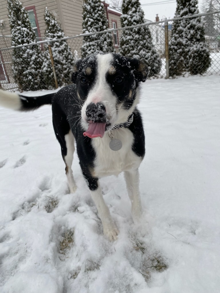 Nutmeg licking the snow in the air.